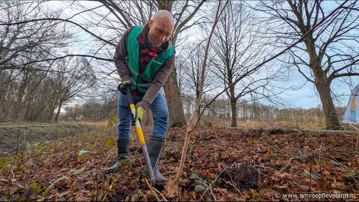 Lelystad - Van berm naar tuin: jonge bomen gaan niet in de maaier maar krijgen tweede leven