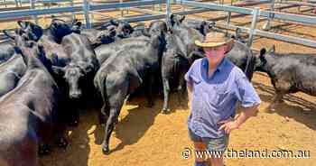 Prices hold relatively firm at Dunedoo store sale amid patchy conditions