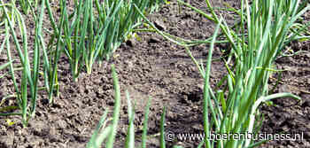 Terugval voor aardappelen en tarwe, flink meer uien