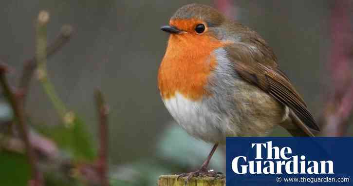 Country diary: Nobody loses in the robin game | Josie George