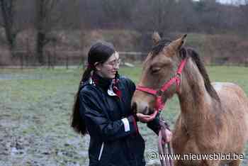 Melisa (17) leert veulentje moeilijkste trucjes: “Ik ben geen paardenfluisteraar, ik ben gewoon graag met dieren bezig”