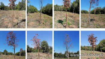 Monte Antenne, un quarto dei nuovi alberi è già morto: “La riforestazione è un fallimento”