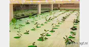 Mongolië start laboratorium om virusvrije microknollen voor pootaardappelen te produceren