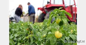 Stabilisatie prijzen industriegroenten
