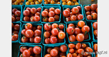 Spanje en Nederland zagen voorbije decennium tomatenteelt met een vijfde afnemen
