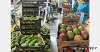 Kleine mango-oogst in Peru, stijgende avocadoprijzen