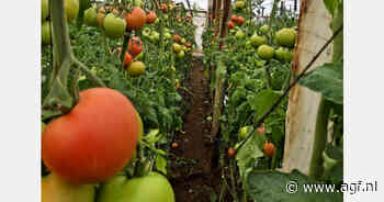 "Tomatenprijzen kunnen in februari onder druk komen te staan door Marokkaanse en Algerijnse export"