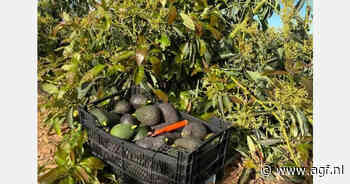 Vroege oogst Lamb Hass in Valencia kan overlap Peru mijden