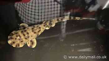 Mystery of 'virgin' shark birth: Aquarium is baffled after a baby is born in an all-female tank