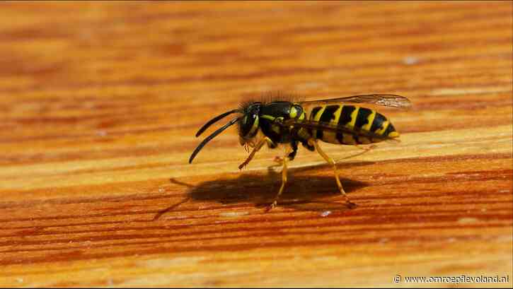 Almere - Diervriendelijk beleid voor wespen in Almere