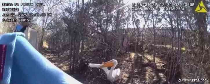 Santa Fe police, animal services rescue injured pelican
