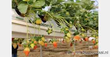 Kokossubstraat afgestemd op het gewas en de teeltomstandigheden