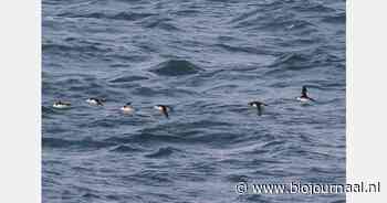 Studie meet habitatverlies voor zeevogels door windparken op zee