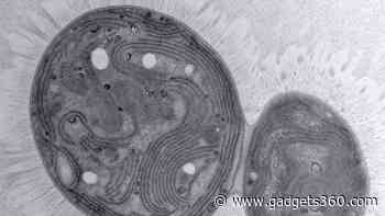 Mutant Cyanobacterium Chonkus Could Help Combat Climate Change with Carbon Storage