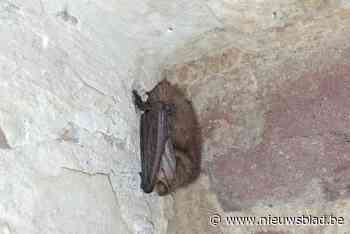 Nieuwsgierige leerlingen doen interessante ontdekking: “Verlaten schoolruimtes perfecte overwinteringsplaatsen voor dieren”