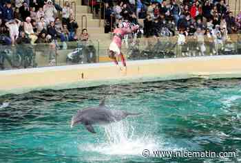 "Nous vous prions de refuser les permis de transport": une association interpelle la ministre de l'Ecologie pour les dauphins de Marineland