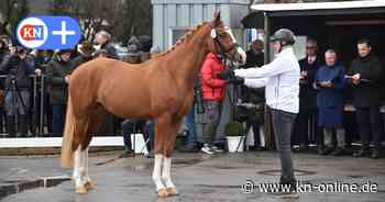 Pferde-Züchter in SH auf Zinne: „Es liegt auch an den strengen Auflagen“