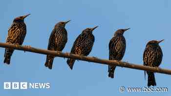 Fly alongside a stunning starling murmuration