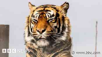 Wildlife park mourns 'strong and loveable' tiger