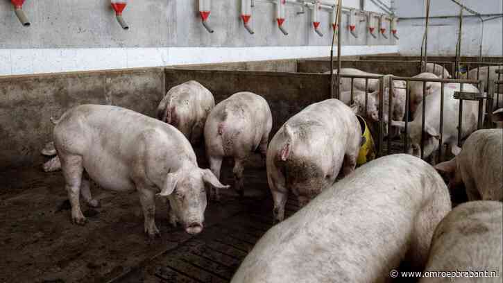 Stankoverlast stallen: 'Laat boeren zitten en verhuis burgers'