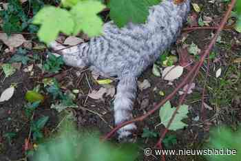 Politie waarschuwt kattenbaasjes voor mogelijke vergiftiging na drie sterfgevallen: “Deze diertjes deden niemand kwaad”