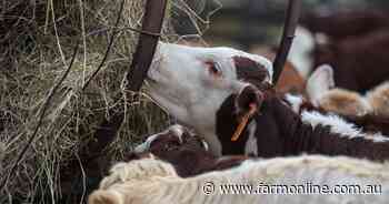 Growth in northern cattle herd this year will offset declines in the south