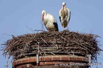 Mitten im Winter: Die Störche sind zurück im Weserbergland