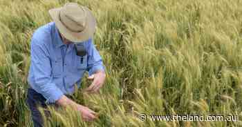 Croppers brace for more grain volatility | Global Perspective