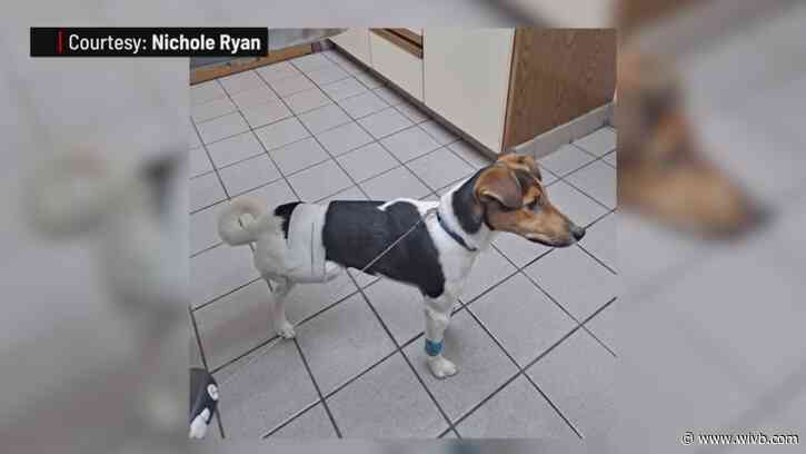 Driver in Hamburg shatters puppy's leg in hit-and-run