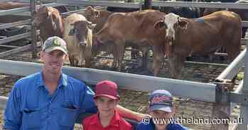 Store prices firm for the better cattle at Grafton