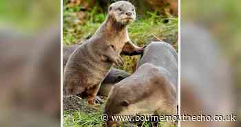 Adorable new otter cub brings mischief to New Forest