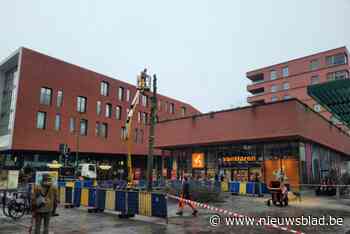 Zieke moeraseik verdwijnt op Brepolsplein: “Er komt een plataan in de plaats”