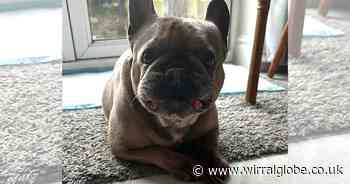 Urgent appeal after neglected dog suffers multiple seizures