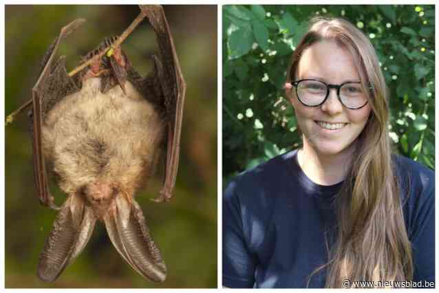 Project wil vleermuizen in Zuid-West-Vlaanderen  beschermen: “Wie heeft geschikte verblijfplaatsen voor ongevaarlijke beestjes”