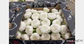 "Hoge prijzen voor Zuid-Afrikaanse groene knoflook doen vraag omslaan naar Egyptische knoflook"