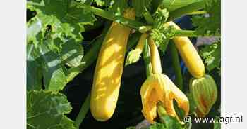 Werkgeverslijn land- en tuinbouw: "2024 relatief rustig jaar"