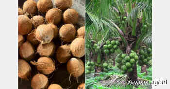 Rode Zee-crisis stimuleert vraag naar kokosnoten uit Ivoorkust