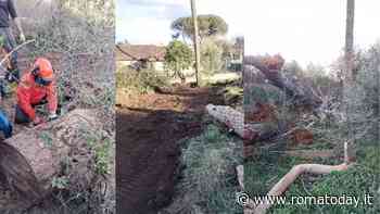 Alberi a rischio crollo, i bambini dell'asilo spostati in un'altra scuola