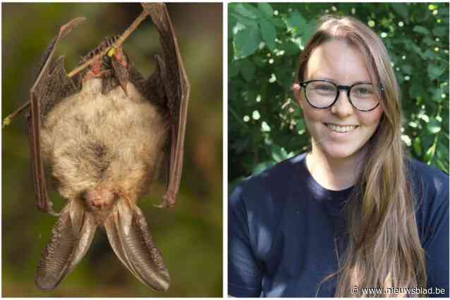 “Wie heeft geschikte verblijfplaatsen voor ongevaarlijke beestjes?”: project wil vleermuizen in Zuid-West-Vlaanderen beschermen