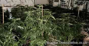 Cannabis farm worth £100,000 found after police officers spot lack of frost at a Gateshead property