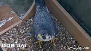 Courting peregrines and burst water main