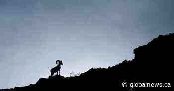 Alberta holds auction, bidder offers US$400K to hunt 1 bighorn sheep