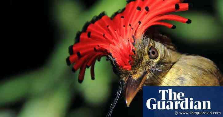 In the most untouched, pristine parts of the Amazon, birds are dying. Scientists may finally know why