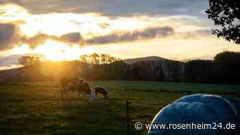 „Unerlaubter Grenzübertritt“: Kuh auf falscher Weide – Polizeieinsatz in Bayern nach Bauern-Streit