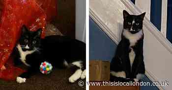 Gidea Park woman: 'My cats were poisoned and I want the perpetrator caught'