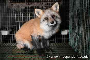 MPs sound alarm over 'very serious risk' of new pandemic from animal fur trade