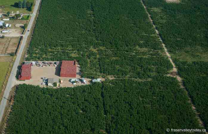 $5-million climate program to help B.C.’s tree fruit growers in extreme weather