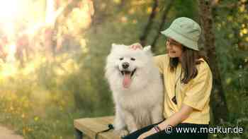 Schmusepfoten: Diese 17 Hunderassen kuscheln für ihr Leben gerne