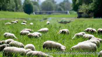 Das Hausschaf und der Mensch - eine uralte Verbindung
