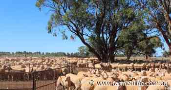 $10 lamb "doesn't do anyone any good": the upside of cheaper light lamb